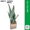 Vaso de Flor de Orquídea Tigre Simulada Estilo Moderno Simples Planta Verde Simulada Planta Bonsai Pequena em Vaso Artificial de Mesa Orquídea Tigre