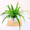 Plantas verdes para o escritório, plantas em vasos hidropônicas e à base de terra, árvores da sorte, babosa, flores, plantas de mesa, plantas de fácil cuidado e coqueiros em miniatura