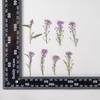 Xiangxueqiu Espécimen de Planta de Flor Real Enseñanza DIY Hecho a Mano Marco de Fotos Marcapáginas Carcasa para Teléfono Móvil Pintura de Flores Marcadas Material de Bolsa de Flores Secas