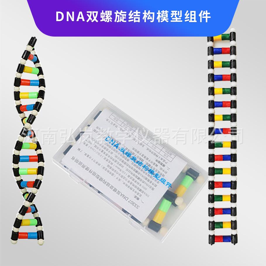 双螺旋结构模型组件1