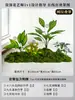 Musgo para Paisajismo de Plantas Verdes Plantas Artificiales Decoración Flores Artificiales Combinación Tropical para Interiores Paisaje de Ventana Persa Arreglo de Césped