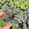 Ficus Chile Hierba Acuática Viva Hierba Acuática Real Marrón Smurf Brownie Mini Fantasma Deli Rojo Paquete