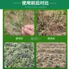 Ping'An Yulong Jingai Mai Sheng Hierba Ophiopogon Enana Japonesa Herbicida Hierba Yulong Iris Eliminación de Agua Punta de Cacahuete Malezas de Hoja Ancha