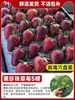 Venta directa de plántulas de fresa, semillas para maceta de fructificación todo el año, plántulas en cepellón, fresas Dandong de color crema extra grandes, Xuanyu