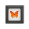 Raro Adorno Pequeño de Insecto Precioso con Rayas Verdes, Espécimen de Mariposa Azul, Regalo de Cumpleaños para Personas Mayores, Amigos o Niñas, Marco de Espécimen de Mariposa