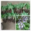Plántulas de Flores Hosta, Flores Resistentes para Regiones del Norte y Sur, Plántulas de Flores para Proyectos de Paisajismo, Plántulas de Flores para Embellecimiento Comunitario, Plántulas de Flores para Embellecimiento de Patios, Plántulas de Flores Hosta