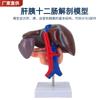 Hígado humano, páncreas y modelo de páncreas, modelo de anatomía del hígado con conducto pancreático, arteria abdominal y vena grande