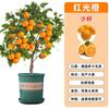 Dropshipping: pequeño árbol de lima, pequeño árbol de kumquat, pequeño árbol de limón naranja verde de Hainan, árbol frutal en maceta para balcón, plántulas frutales
