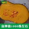 Semillas de Calabaza Rey Cara Dulce de Vid Corta. Los agricultores en los campos de hortalizas de Farmland cultivan calabazas japonesas híbridas de cara dulce, de carne gruesa y maduración temprana