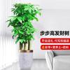 Árvore da Fortuna Grande Planta em Vaso para Sala de Estar 2026 Novo Modelo Grande Árvore da Fortuna Decoração para Escritório Festa de Inauguração Decoração de Planta