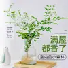 Planta hidropônica nove mil fragrâncias flores plantas em vaso plantas verdes interior sete mil fragrâncias jasmim quatro estações fácil de cuidar mesa plantas verdes preguiçosas