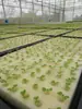 Bandeja para Plántulas de Verduras Hidropónicas Balcón Brotes de Verduras Equipo de Doble Capa Hogar Grande Cultivo Sin Suelo Esponja