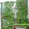 27 hebras de red para trepar plantas de jardinería, melón y flor trepadora Morning Glory, enredadera para trepar plantas, cuerda para trepar