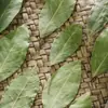 Hojas de Laurel, Nuevos Productos Nacionales, Hojas de Laurel Importadas, Especias para Venta al por Mayor Comercial, Productos Secos, Condimentos Frescos, Venta al por Mayor de Especias