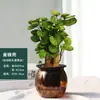 Bolsillo para dinero planta en maceta planta verde vidrio planta hidropónica interior flutong oficina balcón cuatro estaciones buena planta en maceta