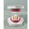 Modelo Dental Cepillado Oral Dentadura Postiza Boca Completa Dental Removible Encía Suave Transparente Implante Resina Preparación Dental Molde Dental