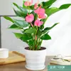 Anturio Rojo, Anturio Rosa, Anturio Blanco, Flores en Maceta, Plantas Verdes, Plantas Hidropónicas, Plantas de Interior Fáciles de Cultivar, Perennes Todo el Año