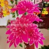 Flores al por mayor para el Festival Qingming: Ramos de Crisantemos, Cadenas de Flores y Pequeñas Coronas de Tela de Seda para la Adoración de Ancestros