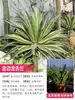 Planta Resistente al Invierno Combinación de Macizos de Flores Plantas en Maceta, Resistente al Frío y Fácil de Mantener, Flores para Paisajismo de Balcones y Jardines, Plantas Verdes Perennes para Todas las Estaciones