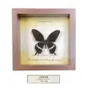 Quadro de Espécime de Borboleta Real Pintura Decorativa de Madeira DIY Moldura de Foto Vintage Decoração de Móveis de Mesa Presente de Aniversário