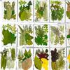 Flores Secas Transfronteiriças Estampagem Atacado Jardim de Infância Feito à Mão Adesivos de Folhas Reais DIY Foto Decoração de Rosto Espécimes de Plantas