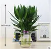Plantas Verdes Hidropónicas Rábano Verde Gardenia Árbol del Dinero Hiedra Espárragos Bambú Pequeñas Plantas Verdes de Interior Plantas de Maceta Perennes para Todas las Estaciones