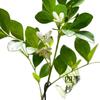 Planta Hidropónica Flor de Murraya Planta Verde en Maceta Interior Jazmín de Murraya Fácil de Cuidar Todas las Estaciones Escritorio Planta Verde de Bajo Mantenimiento