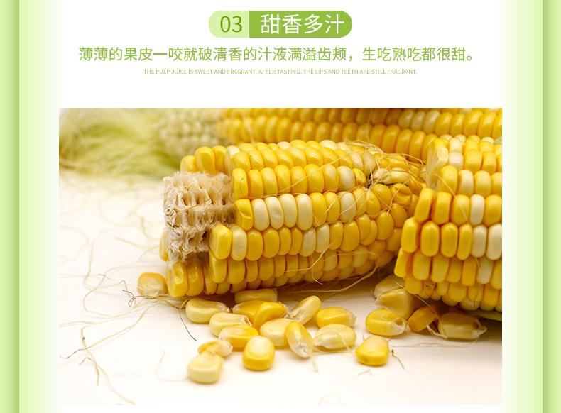 水果-玉米_07.jpg