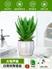 Ciudad sin Noche Planta de Aloe Vera en Maceta Planta Verde Purificadora de Aire de Interior Suculenta para Escritorio de Oficina Flor de Cuatro Estaciones Cactus Plántula de Aloe Vera