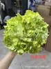 [Niebla Natural Hortensia] Flor Eterna Flor Seca Hortensia Anna Hortensia Lobular Material para Boda DIY Venta al por Mayor