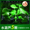 Plantas aquáticas lentilhas d'água, plantas de purificação tradicionais para aquário, esconderijo para tanque de tartaruga, jacinto d'água hidropônico, plantas aquáticas flutuantes para aquário