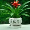 Plántulas de palma roja de la suerte en macetas grandes, adecuadas para exhibición en la sala de estar, flores y plantas hidropónicas cultivadas en casa, fáciles de cuidar en interiores y prosperan en todas las estaciones.