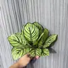 Plantas Artificiales, Lirios Artificiales, Bambú para Decoración del Hogar, Plantas Verdes Artificiales, Bonsái, Árboles Artificiales Falsos, Decoración Verde Artificial Estilo Bosque