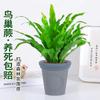 Dropshipping Helecho Nido de Ave Helecho en Maceta Follaje de Interior Planta Verde Flor Sala de Estar Oficina Escritorio de Empresa Planta Novedad