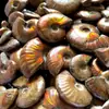 Ornamentos de Fósseis de Amonites Naturais Coloridos, Caracóis, Conchas, Vida Marinha Antiga de Madagascar