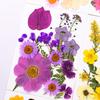 Nuevo Paquete de Materiales DIY Hecho a Mano en Relieve Maquillaje Estilismo Foto Personal Maquillaje Facial Flores Secas Especímenes de Plantas en Relieve