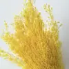 Flor Flor Eterna Material DIY Flor de Cinco Estrellas Multicolor Punto al por Mayor Flor Seca Flor Real Corazón de Orquídea Hierba Ramo