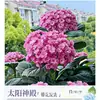 Planta de Hortensia en Maceta con Capullos de Flor, Plántulas de Flor Endless Summer, Flores para Todas las Estaciones, Balcón, Patio, Plantas Verdes de Interior en Flor
