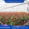 [Estufa de flores] esqueleto FRP vegetal estufa flor estufa guarda-sol quente dip galvanizado flor estufa tubo de aço