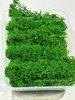 Musgo de Reno Preservado Flor Seca DIY Paisajismo Micro Paisaje, Botella Ecológica, Planta en Maceta de Vidrio, Cubierta de Suelo para Bonsái