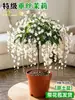 Planta de Jasmim em vaso para pendurar para uso interno com botões, planta verde resistente, planta pendente, flor de jasmim-de-vento, fácil de cuidar o ano todo