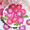 Flores de rosa roja prensadas para manualidades, tarjetas de felicitación con flores secas, marcapáginas, fundas para teléfonos, materiales de resina, accesorios para fotografía, lámparas de mesa con flores prensadas y abanicos redondos