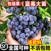 Venta al por menor de plántulas de arándanos, plántulas de arándanos para maceta y siembra en tierra, plántulas de frutas con frutos grandes, adecuadas para plantar tanto en el norte como en el sur, ojo de conejo verde