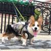 Ropa de Invierno para Perros Transfronteriza, Chaqueta de Algodón Gruesa y Cálida para Mascotas para Exteriores, Chaleco de Algodón con Correa Reflectante, Arnés de Pecho al por Mayor Invierno