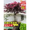 Vivero de arces rojos japoneses para dropshipping, árbol enano rojo de cuatro estaciones, árbol paisajístico Princesa Danza Roja, resistente al frío para exteriores para villas