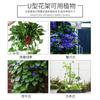 Treliça Personalizada para Clematis Trepadeira Estrutura de Trepadeira Estrutura para Plantas Suporte Pequeno Suporte para Flores Rosa Suporte para Flores Externo Estrutura de Trepadeira para Flores