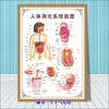 Diagrama esquemático del sistema anatómico visceral humano. Póster médico de pared con diagrama de la estructura del corazón y los órganos humanos.