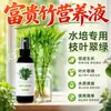 Bambu da Sorte Planta Hidropônica Solução Nutritiva Transporte de Bambu Bambu Guanyin Raizamento de Bambu Folhas Amarelas Solução Nutritiva Especial para Bambu da Sorte
