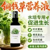 Hierba Moneda de Cobre Solución Nutritiva Fertilizante Especial Fertilizante para Plantas Hidropónicas Fertilizante Soluble en Agua para Flores Cultivo en Tierra Hierba Moneda de Cobre Planta de Maceta Casera