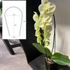 Interior hierro redondo forma de corazón verde nieve rábano Montaña Tortuga clavo Hilo de dragón flor de loto soporte enredadera soporte trepador soporte para plantas
